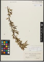 Foto von Salix triandra subsp. triandra L.